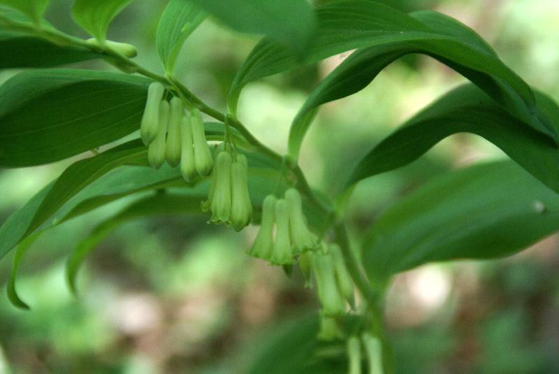 Unser Orchideenpark Bild Nr.047